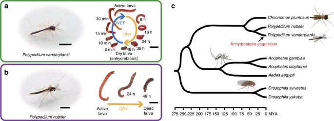 Comparative Genome Sequencing Reveals Genomic Signature Of Extreme Desiccation Tolerance In The Anhydrobiotic Midge Nature Communications