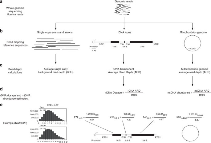 ribosomal dna copy number is coupled