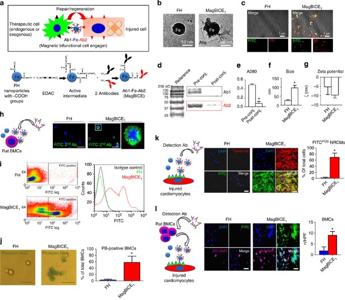 Magnetic antibody-linked nanomatchmakers for therapeutic cell targeting |  Nature Communications