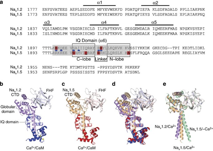 Structural analyses of Ca2+/CaM interaction with NaV channel C-termini  reveal mechanisms of calcium-dependent regulation | Nature Communications