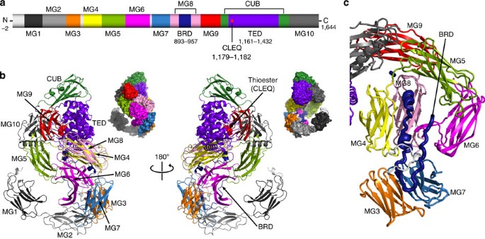 Structure of a bacterial α2-macroglobulin reveals mimicry of eukaryotic  innate immunity | Nature Communications