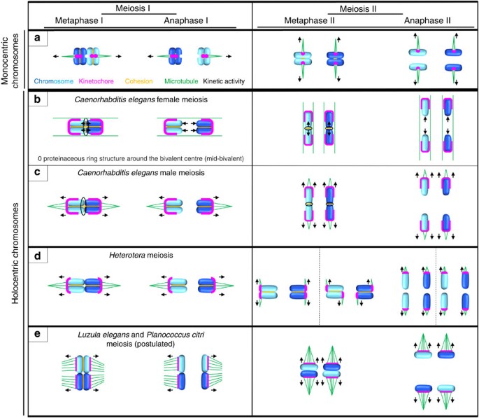 Alternative Meiotic Chromatid Segregation In The Holocentric Plant Luzula Elegans Nature Communications