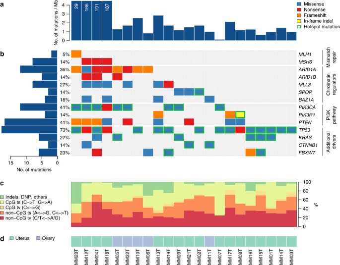 Genomic analyses of gynaecologic carcinosarcomas reveal frequent mutations in chromatin remodelling genes