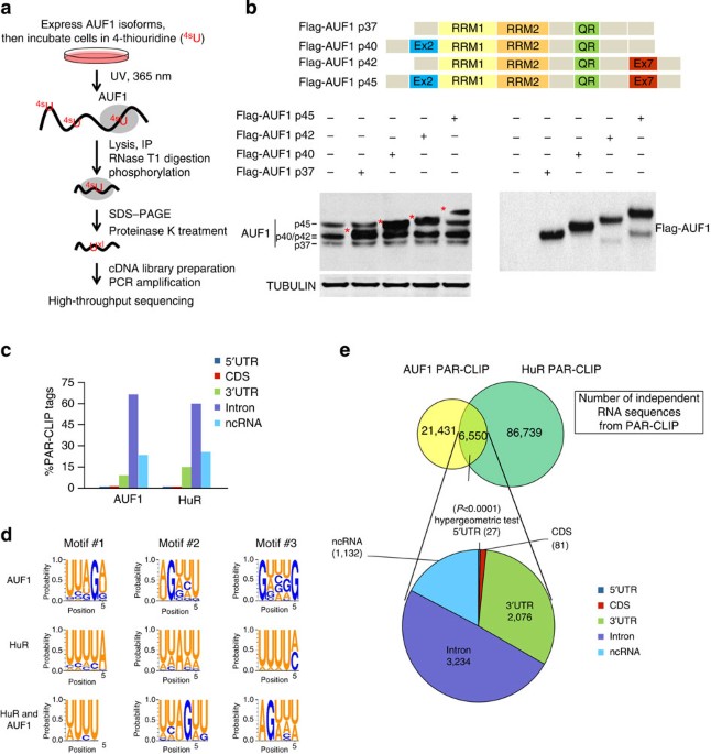 PAR-CLIP analysis uncovers AUF1 impact on target RNA fate and genome  integrity | Nature Communications