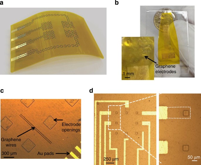 Transparent And Flexible Low Noise Graphene Electrodes For Simultaneous Electrophysiology And Neuroimaging Nature Communications