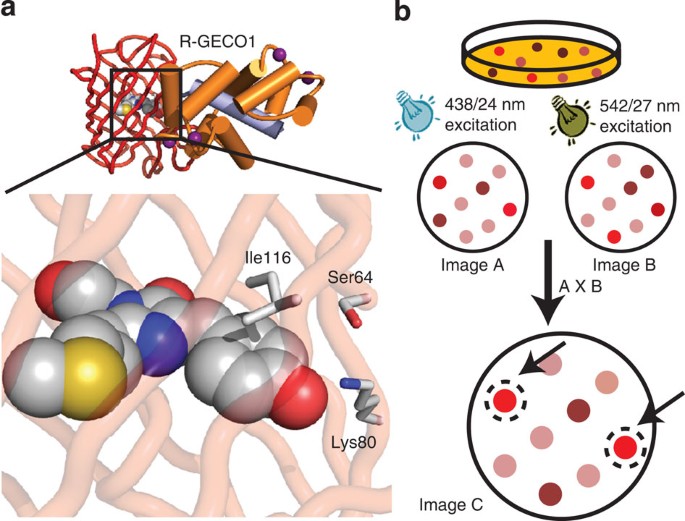 A Long Stokes Shift Red Fluorescent Ca 2 Indicator Protein For Two Photon And Ratiometric Imaging Nature Communications