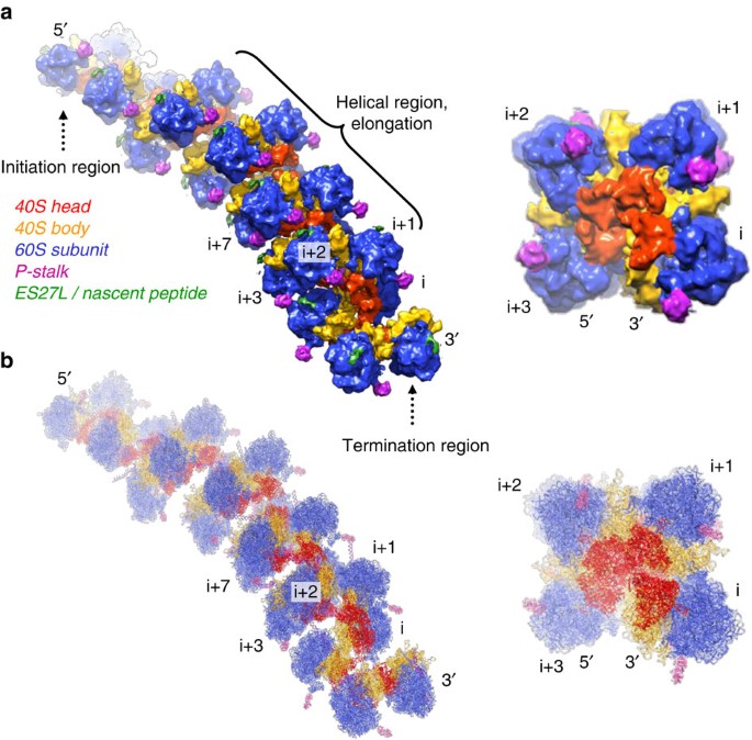 The molecular structure of the left-handed supra-molecular helix of  eukaryotic polyribosomes | Nature Communications