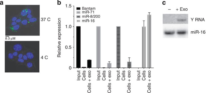 Transcriptional patterns of sexual dimorphism and in host developmental  programs in the model parasitic nematode Heligmosomoides bakeri, Parasites  & Vectors