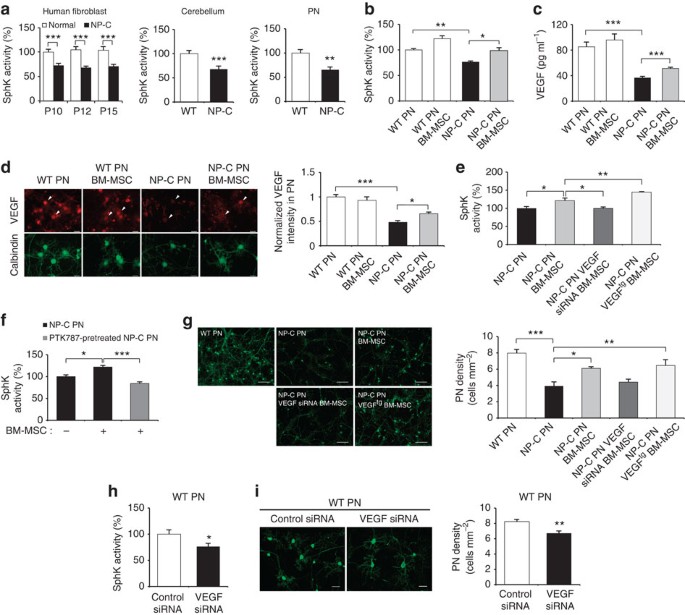 The pathogenesis of Niemann–Pick type C disease: a role for autophagy?, Expert Reviews in Molecular Medicine