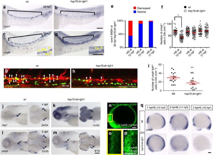 Fgf Signalling Specifies Haematopoietic Stem Cells Through Its Regulation Of Somitic Notch Signalling Nature Communications