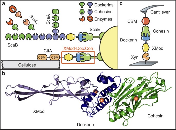 Ultrastable Cellulosome Adhesion Complex Tightens Under Load Nature Communications