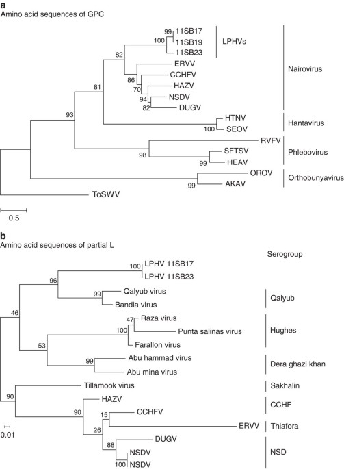 A nairovirus isolated from african bats causes haemorrhagic gastroenteritis and severe hepatic disease in mice