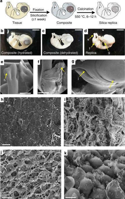 Synthetic fossilization of soft biological tissues and their  shape-preserving transformation into silica or electron-conductive replicas  | Nature Communications