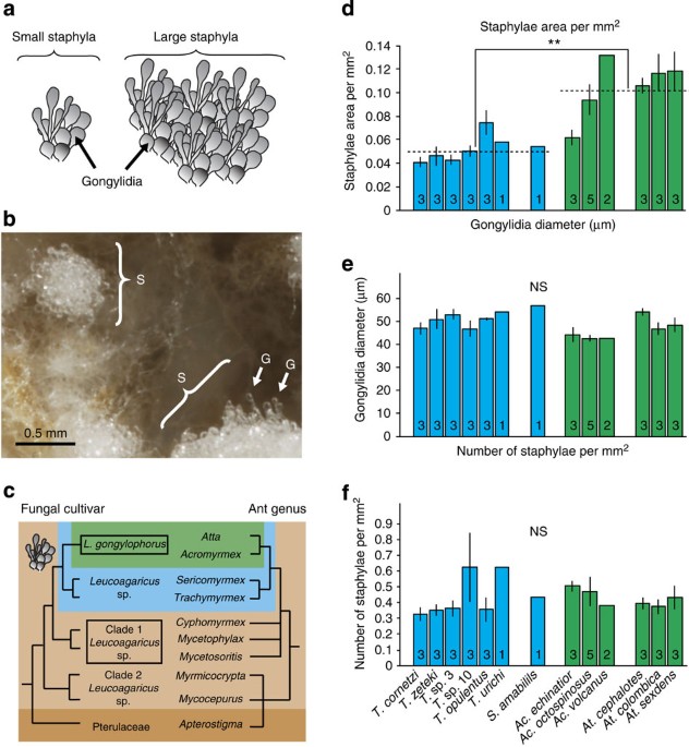 Symbiotic Adaptations In The Fungal Cultivar Of Leaf Cutting Ants