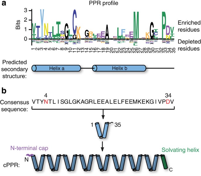 An artificial PPR scaffold for programmable RNA recognition | Nature  Communications