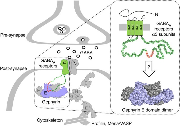 https://media.springernature.com/m685/springer-static/image/art%3A10.1038%2Fncomms6767/MediaObjects/41467_2014_Article_BFncomms6767_Fig1_HTML.jpg