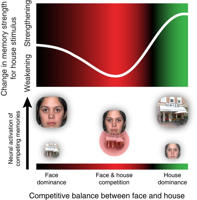 Competition between items in working memory leads to forgetting | Nature Communications Competition between items in working memory leads to forgetting | Nature Communications
