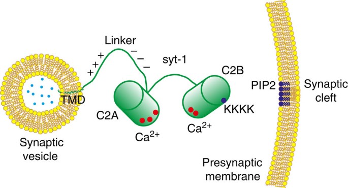 Control of membrane gaps by synaptotagmin-Ca2+ measured with a novel  membrane distance ruler