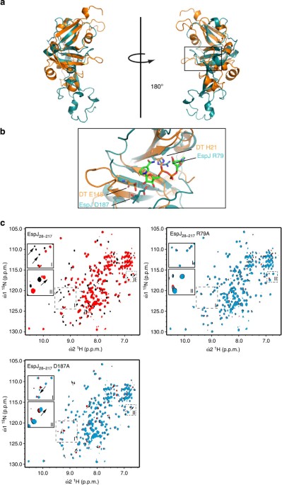 the escherichia coli effector espj blocks src kinase activity via amidation and adp ribosylation nature communications