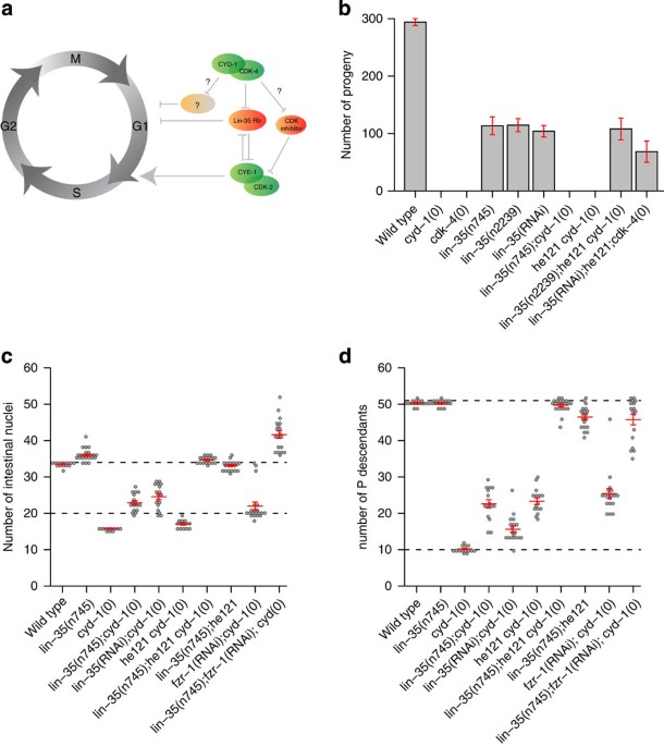 cdk4 glutathione Regulation and function of CDK4/6 in cell cycle progression. Active Cyclin D-Cdk4,6 Drives Cell-Cycle Progression