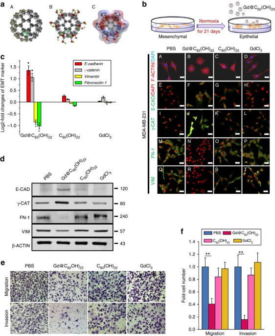 https://media.springernature.com/m685/springer-static/image/art%3A10.1038%2Fncomms6988/MediaObjects/41467_2015_Article_BFncomms6988_Fig1_HTML.jpg