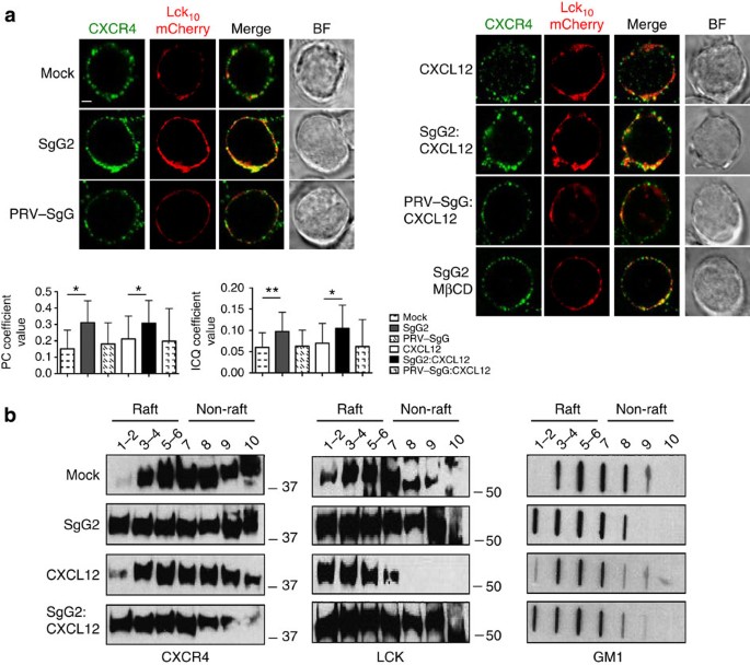 Herpes simplex virus enhances chemokine function through