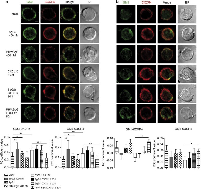 Herpes simplex virus enhances chemokine function through modulation of  receptor trafficking and oligomerization