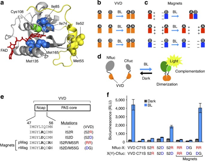Engineered Pairs Of Distinct Photoswitches For Optogenetic Control Of Cellular Proteins Nature Communications