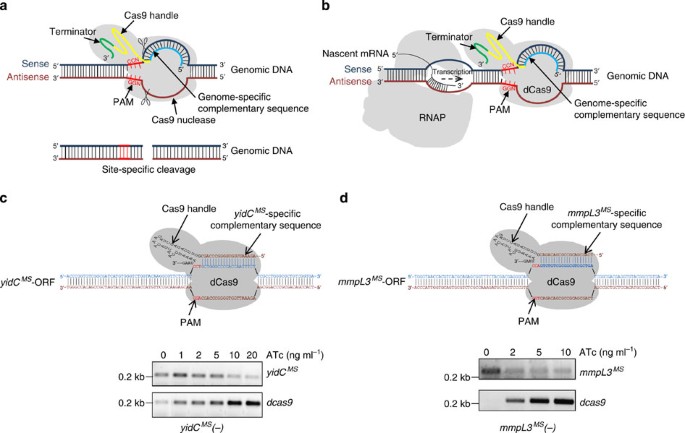 Gene silencing by CRISPR interference in mycobacteria | Nature Communications Gene silencing by CRISPR interference in mycobacteria | Nature Communications