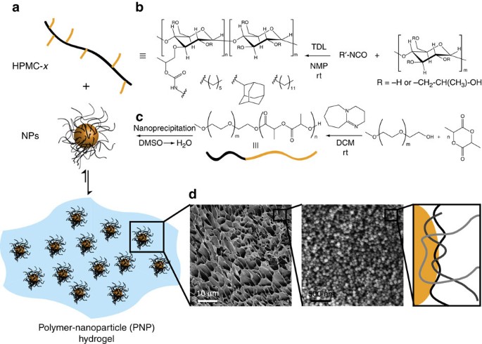Self Assembled Hydrogels Utilizing Polymer Nanoparticle