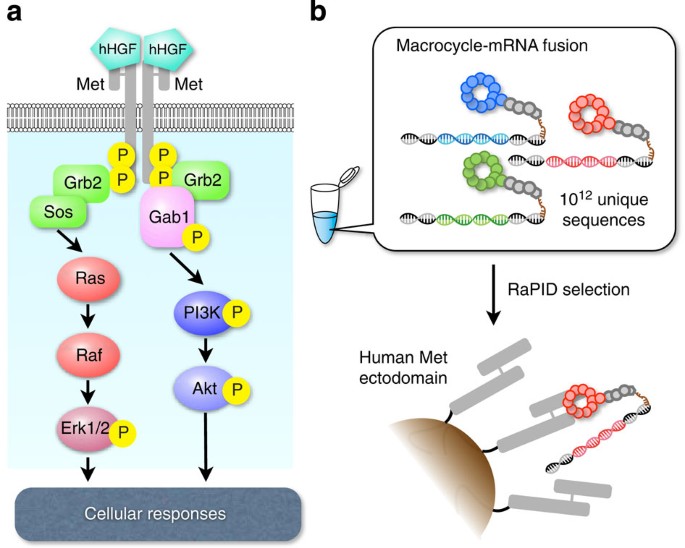 dihexa hgf c-met agonist Artificial human Met agonists based on macrocycle scaffolds