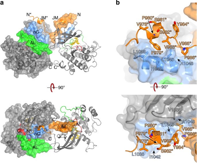 The insulin and IGF1 receptor kinase domains are functional dimers 