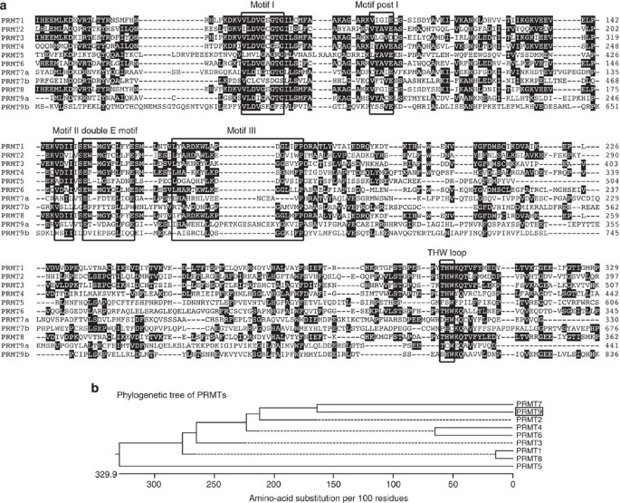Prmt9 Is A Type Ii Methyltransferase That Methylates The Splicing Factor Sap145 Nature Communications