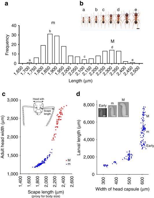 Epigenetic variation in the Egfr gene generates quantitative 