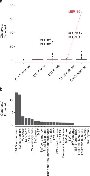 A Family Of Transposable Elements Co Opted Into Developmental Enhancers In The Mouse Neocortex Nature Communications