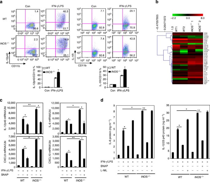 Myeloid Cell Derived Inducible Nitric Oxide Synthase Suppresses M1 Macrophage Polarization Nature Communications Myeloid Cell Derived Inducible Nitric Oxide Synthase Suppresses M1 Macrophage Polarization Nature Communications