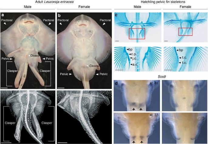 Molecular development of chondrichthyan claspers and the ...