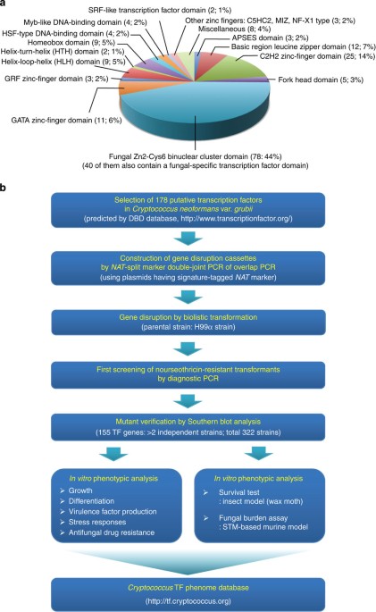 Systematic Functional Profiling Of Transcription Factor Networks In Cryptococcus Neoformans Nature Communications Systematic Functional Profiling Of Transcription Factor Networks In Cryptococcus Neoformans Nature Communications
