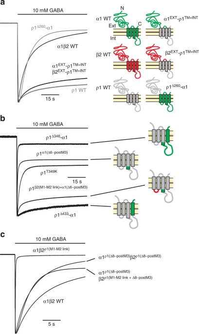 ghk-cu mechanism of action receptor desensitization The gate inhibitory Cys-loop receptors B12 Shots At Marda specialist blends Type:Capsules