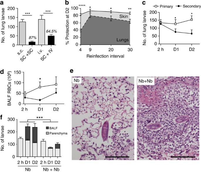 Ilc2s And T Cells Cooperate To Ensure Maintenance Of M2 Macrophages For Lung Immunity Against Hookworms Nature Communications