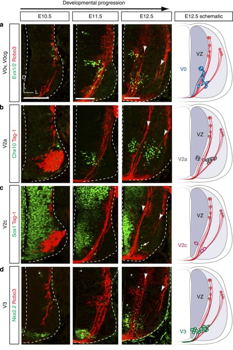 Commissural axonal corridors instruct neuronal migration in the mouse spinal cord