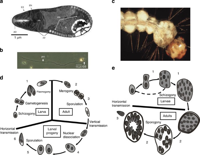 Contrasting host–pathogen interactions and genome evolution in two 