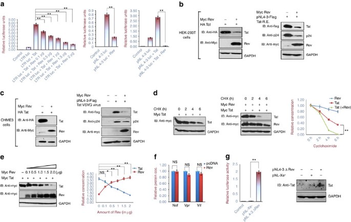 hiv 1 rev downregulates tat expression