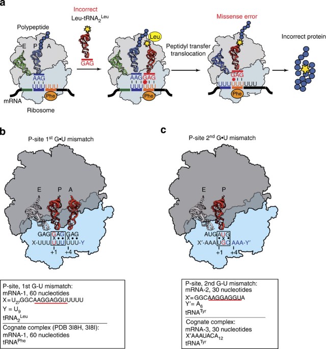 Structural Insights Into The Translational Infidelity Mechanism Nature Communications