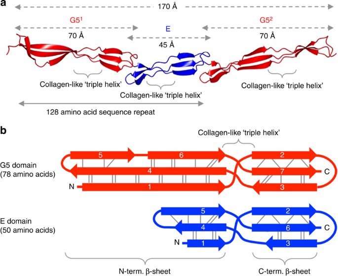 Cooperative folding of intrinsically disordered domains drives assembly of  a strong elongated protein | Nature Communications