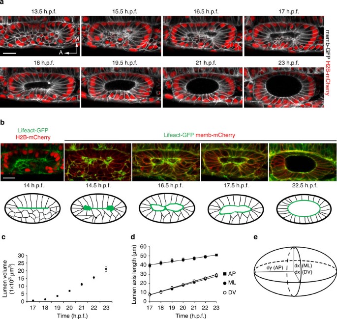 Mitotic Cell Rounding And Epithelial Thinning Regulate Lumen Growth And Shape Nature Communications