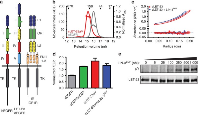Ligand Regulation Of A Constitutively Dimeric Egf Receptor Nature Communications