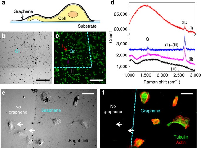 Graphene-enabled electron microscopy and correlated super-resolution  microscopy of wet cells | Nature Communications