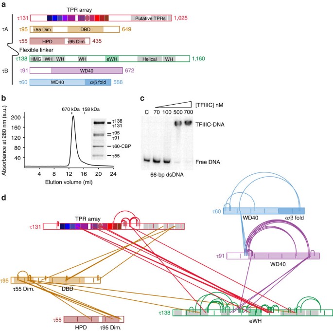 rna polymerase iii