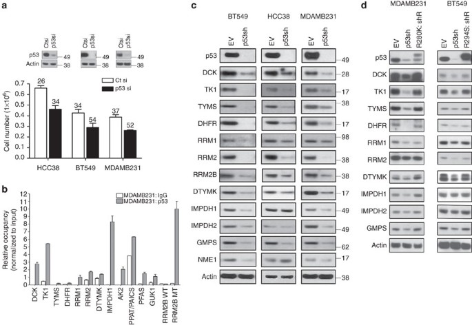 Regulation of nucleotide metabolism by mutant p53 contributes to its  gain-of-function activities | Nature Communications